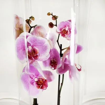 Орхидея Phalaenopsis Nottingham (отцвел)