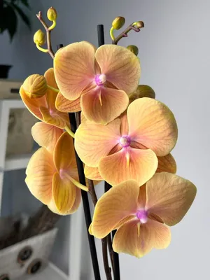 Орхидея Phalaenopsis Tulkan, multiflora (отцвел)