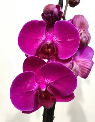 Phalaenopsis Grosseto (2 Rispen) | Orchideen-Wichmann.de - Highest  horticultural quality and experience since 1897