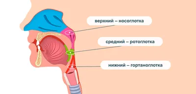 Фарингит лечение симптомы, как лечить фарингит - блог Furasol®