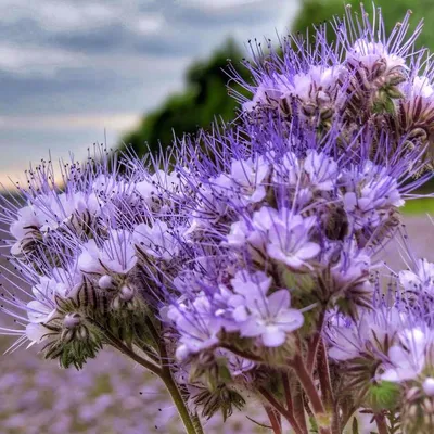 1 кг. Фацелия - семена (лат. Phacelia) купить за 180 руб.