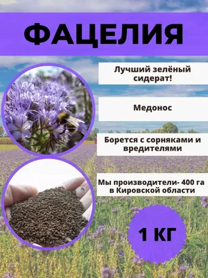 Фацелия пижмолистная | molbiol.ru