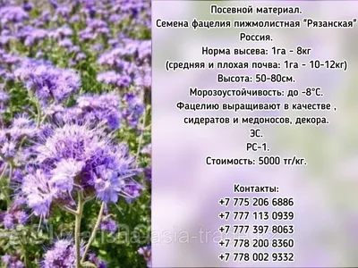 Фацелия 200гр (ID#123536529), цена: 6.21 руб., купить на Deal.by