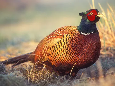 Обыкновенный фазан (Phasianus colchicus) — Зоопарк «Лимпопо» г. Нижний  Новгород – Нижегородский зоопарк