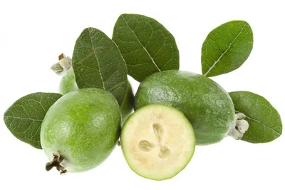 Фейхоа Азербайджан, Гуава ананасная, Feijoa (ID#1706855381), цена: 70 ₴,  купить на Prom.ua