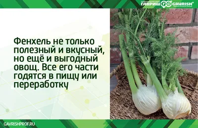 Фенхель: польза для организма