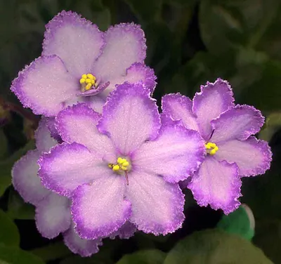 Фиалка садовая (Viola) ⋆ blumgarden.ru