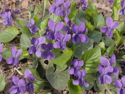 https://www.pravda.ru/news/gardening/1930617-violet/