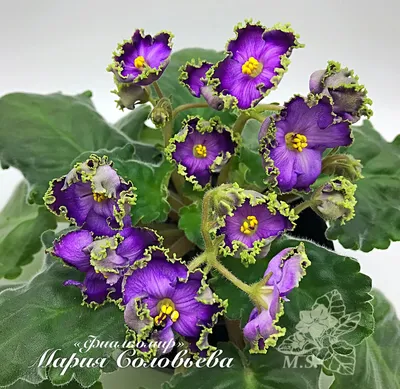 Violets. Фиалки. PNG. | Фиалки, Рисование, Рисунок