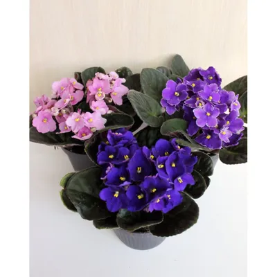 Violets. Фиалки. PNG. | Фиалки, Рисование, Рисунок