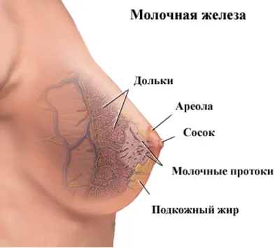 Фиброзно-кистозная мастопатия – симптомы, причины, диагностика и лечение,  прогноз и профилактика