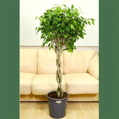 Фикус бенджамина переплетенный гигант высотой 120см в горшке (Ficus  benjamina exotica twist) купить с доставкой в СПб