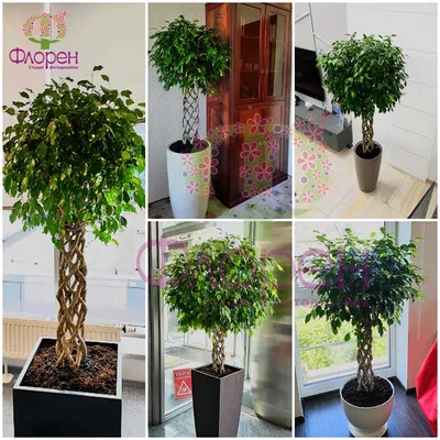 Фикус Бенджамина Голден Кинг Ficus Benjamina Golden King, 16 дм, 1 шт -  купить по выгодной цене в интернет-магазине OZON (501644192)