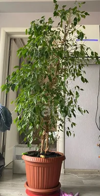 Фикус бенджамина переплетенный гигант высотой 130см в горшке (Ficus  benjamina exotica twist) купить с доставкой в СПб