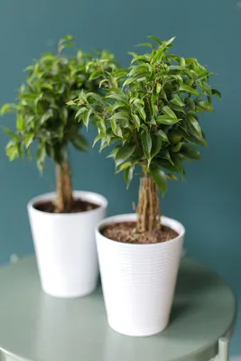 Фикус Наташа (Ficus Natasha) 40 см - купить в Минске с доставкой, цена и  фото в интернет-магазине Cvetok.by