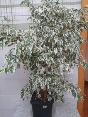 Фикус каучуконосный - Ficus Elastica. Уход за фикусом, фото - расширить  статью!!!