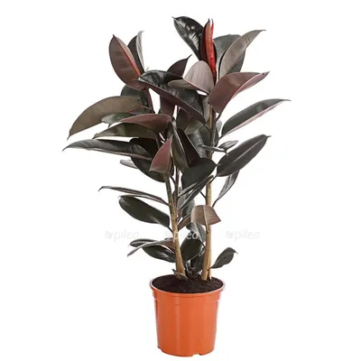 Фикус бенджамина переплетенный гигант высотой 120см в горшке (Ficus  benjamina exotica twist) купить с доставкой в СПб