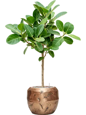 Фикус Бенжамина Лавли (Ficus Lovely)