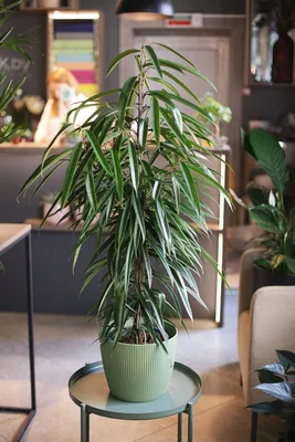 Фикус бенджамина переплетенный гигант высотой 130см в горшке (Ficus  benjamina exotica twist) купить с доставкой в СПб