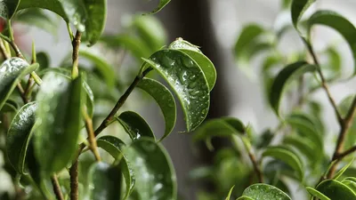 Фикус бенджамина переплетенный гигант высотой 120см в горшке (Ficus  benjamina exotica twist) купить с доставкой в СПб