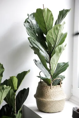 Фикус бенгальский Одри Ficus Audrey D 12 – Zeebee Market