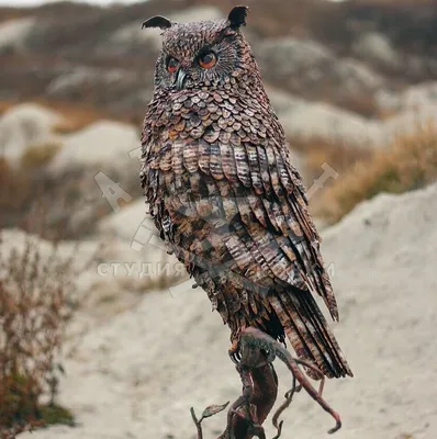 Совы (основные отличия): филин, ушастая и болотная сова | Siberian Birds  Guide | Дзен