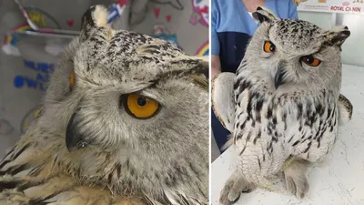 Филин (Bubo bubo)