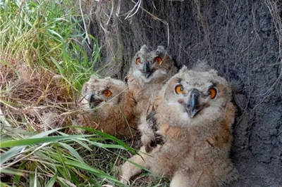 Филин (Bubo bubo)