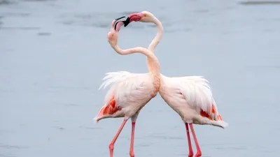 Розовый Фламинго В Воде — стоковые фотографии и другие картинки 2015 -  2015, Американский Flamingo, Без людей - iStock