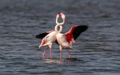 https://vkcyprus.com/society/56061-flamingo-na-solyanyh-ozerah-foto/