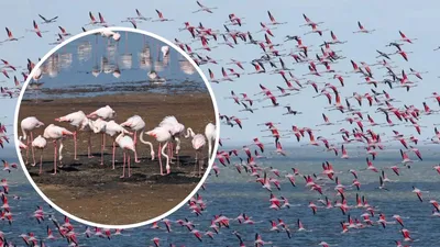 три розовых фламинго стоят в воде, разноцветные фламинго в зоопарке, Hd  фотография фото, вода фон картинки и Фото для бесплатной загрузки