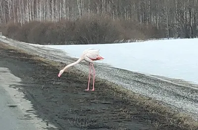 Девушка на фламинго | Пляжные фотографии позы, Бассейн, Пляжные фото