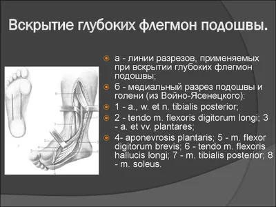 Клинический случай межмышечной флегмоны у кошки и состояние через 30 суток.