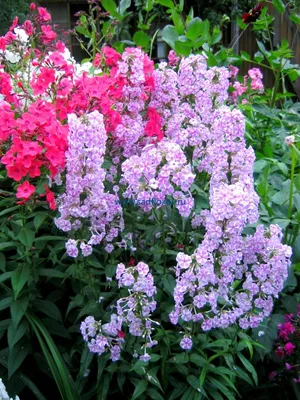 Флокс метельчатый (Phlox paniculata `Анфиса`) - Флокс метельчатый-Флокс -  Многолетники - Каталог - LESKOVO-PITOMNIK.ru