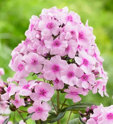 Флокс метельчатый \"Успех\" (Phlox paniculata 'Uspech') - Флоксы -  Многолетники - Каталог - Eko-sad.ru