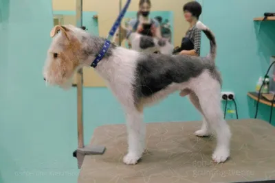 Файл:SLÄTHÅRIG FOXTERRIER, CZ CH RU CH Agria Who Cares (24208349581).jpg —  Википедия