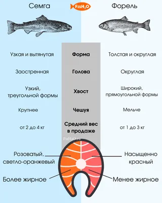 Форель с/м до 1 кг купить по выгодным ценам в Киеве, заказать Рыба  деликатесных сортов онлайн в интернет магазине морепродуктов ribka.ua