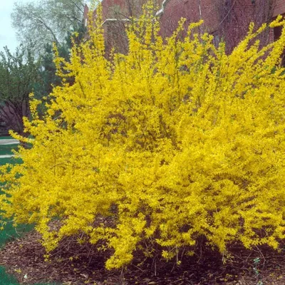 Форзиция - Forsythia. Уход за форзицией, описание видов и сортов форсайтии,  выращивание, фото