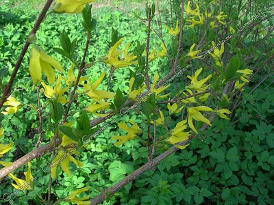 Форзиция промежуточная ( Forsythia x intermedia Zabel) - «Желтые кусты  весны. Красива ли форзиция, когда рядом много других желтых конкурентов?  Можно поспорить, однако у нее есть весомые преимущества» | отзывы