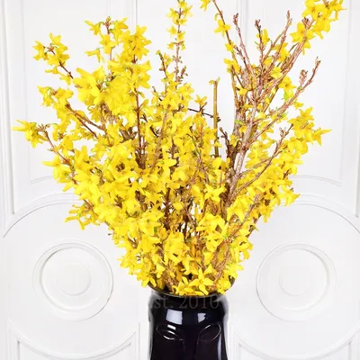 Forsythia viridissima var. koreana 'Kumson', Форзиция корейская  'Кумсон'|landshaft.info