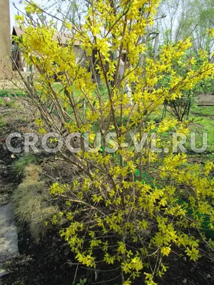 Форзиция промежуточная (Forsythia x intermedia) купить для ландшафтного  дизайна в Москве