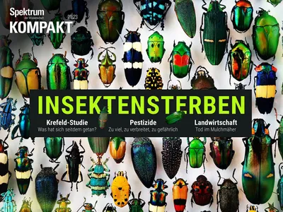 Insektensterben - Spektrum Kompakt 21/2023 - Spektrum der Wissenschaft