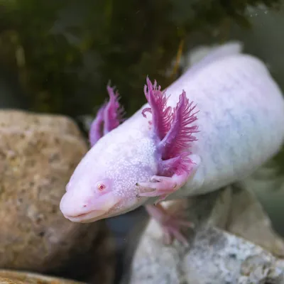 Милым изображение Ambystoma аксолотля изолированное Mexicanum Зевая  аксолотль Иллюстрация вектора - иллюстрации насчитывающей зажим, любимчик:  144122078