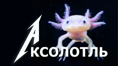 3D модель Аксолотля (ID#1921626651), цена: 135 ₴, купить на Prom.ua