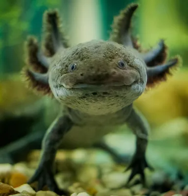 АКСОЛОТЛЬ Мексиканский золотой или саламандра размер M /Axolot Ambystoma  mexicanum Gold/ | Зоомагазин \"Зоо сити\"