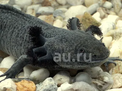 Аксолотль золотой дракон / Прочие / Аквариумные рыбки / КАТАЛОГ ТОВАРОВ /  Аквадом - зоомагазин