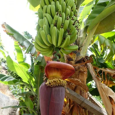 Фото банана