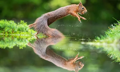 Смешные белки (60 фото) | Cute squirrel, Cute wild animals, Animals wild