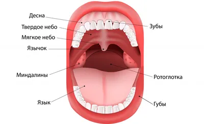 Стоматит у детей. Как выглядит и какими препаратами лечить