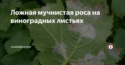 11 советов, как победить грибковые болезни винограда